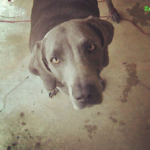 Ella Ella #weimaraner #blueweimaraner (Taken with Instagram)