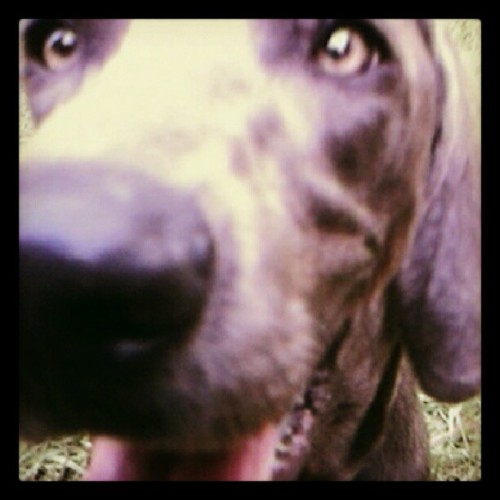 Ella being silly! #blueweimaraner #weimstagram #weimaraner ...