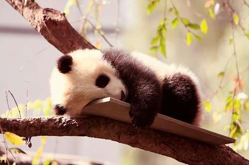 creolelady89:  aww panda 