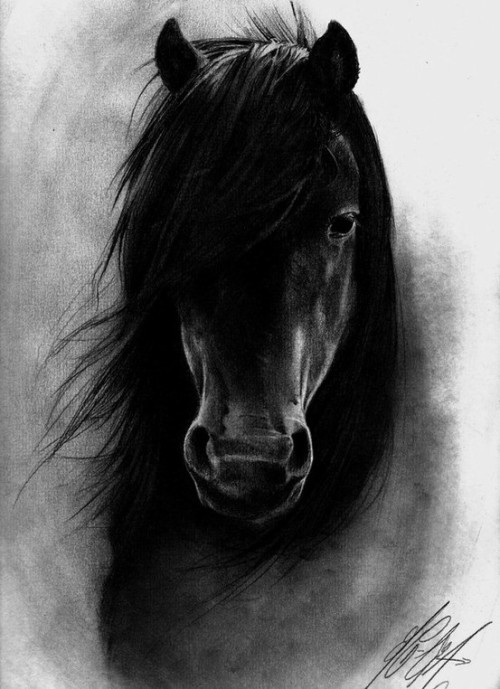 Beautiful Fresian Horse Drawing by Kelli Shaw Willman