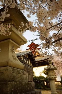 ethertune:  liftedhigher:  FOR THE DOPE$T ART &amp; PHOTOGRAPHY FOLLOW LIFTEDHIGHER  ughhhhhhhhh -_- Pagoda through the sakura (By seq) 