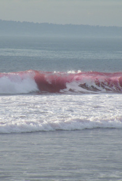manolescent:  Pink Waves 