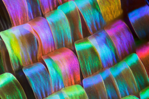 geneticist:  Close up of a moth’s wing (via)
