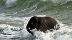  The baby elephant who spent a day at the beach and had the time of her life. 