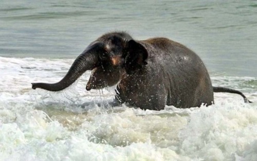 jabrilam: The baby elephant who spent a day at the beach and had the time of her life.