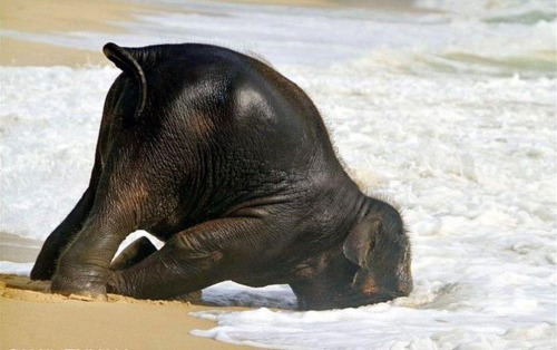 jabrilam: The baby elephant who spent a day at the beach and had the time of her life.