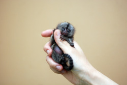 Theanimalblog:  Marmoset Monkey (By Floridapfe) 