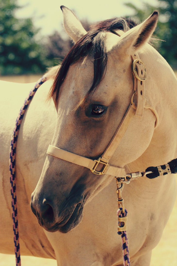 Blue roan quarter horse stallion