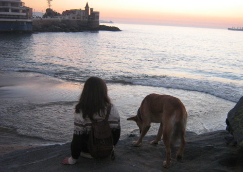 imnotyour-superhero:   hola, esta es mi historia, ayer salí con mi hermana a viña a una junta para las ayudar a las ballenas y en el camino fuimos a las piedras ya que era el atardecer, en las piedritas vimos a un perrito de la calle, le faltaba pelo