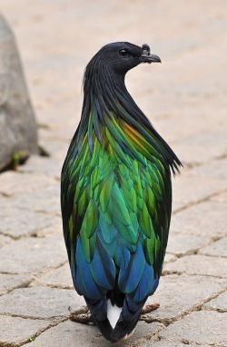 wild-heartedx:  Nicobar Pigeon(Truus &