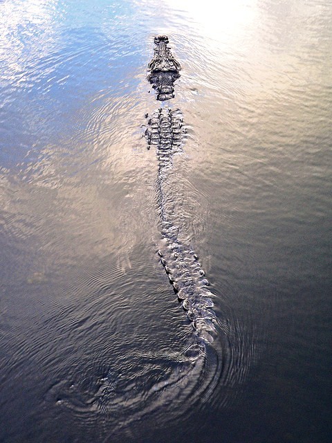 thepredatorblog:  Saltwater crocodile (by IntelGuy) 