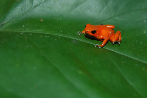 reptiglo:Oophaga pumilio - Saltaire, Panama. by Sky and Yak on Flickr.