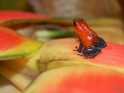 reptiglo:  Strawberry Poison-arrow Frog.