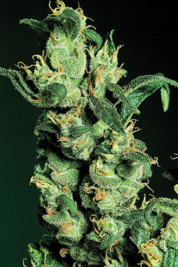 fornicatorsforlife:  —Jack Herer—