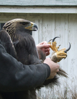 556operateitfagget:  freexcitizen:  opticoverload:  Golden Eagle Talons  Do you think those talons are sharp  One of these live by my house. He sits on the fence in my backyard. 