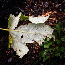 #leaf #water #iphoneography #like #follow