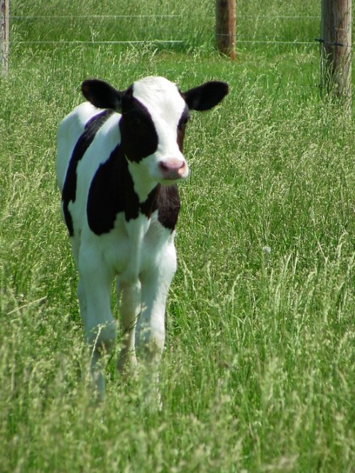 holstein