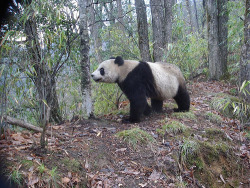 funkysafari:  This Giant Panda, Ailuropoda melanoleuca, was photographed in China, as part of a research project utilizing motion-activated camera-traps. (by siwild) 