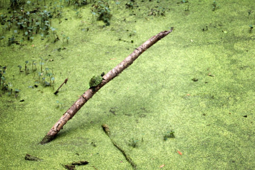 Snapping Turtle by Renee Louise Anderson