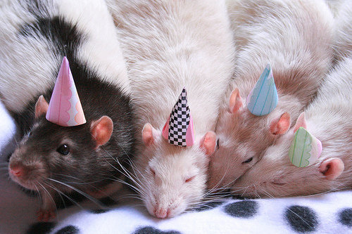 phalange:  Party rats in party hats 