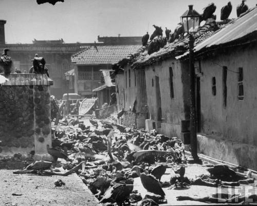 dontforgetofrown:  Vultures feeding on corpses in an alleyway. 
