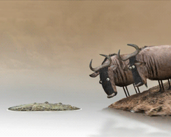 headlikeanorange:  A couple of wildebeest contemplate crossing a river. (Bird Box Studio) 