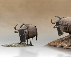 headlikeanorange:  A couple of wildebeest contemplate crossing a river. (Bird Box Studio) 