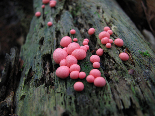 duskofday-blog - Lycogala epidendrum or Wolf’s Milk Slime Mold