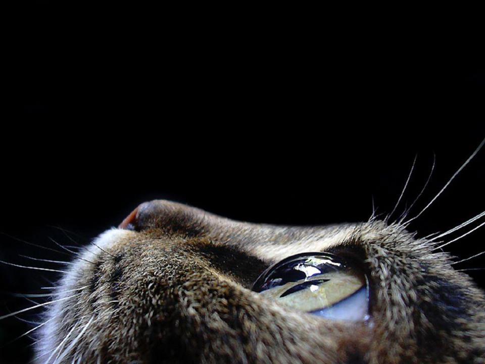 Gatos, tetas y culos B-)