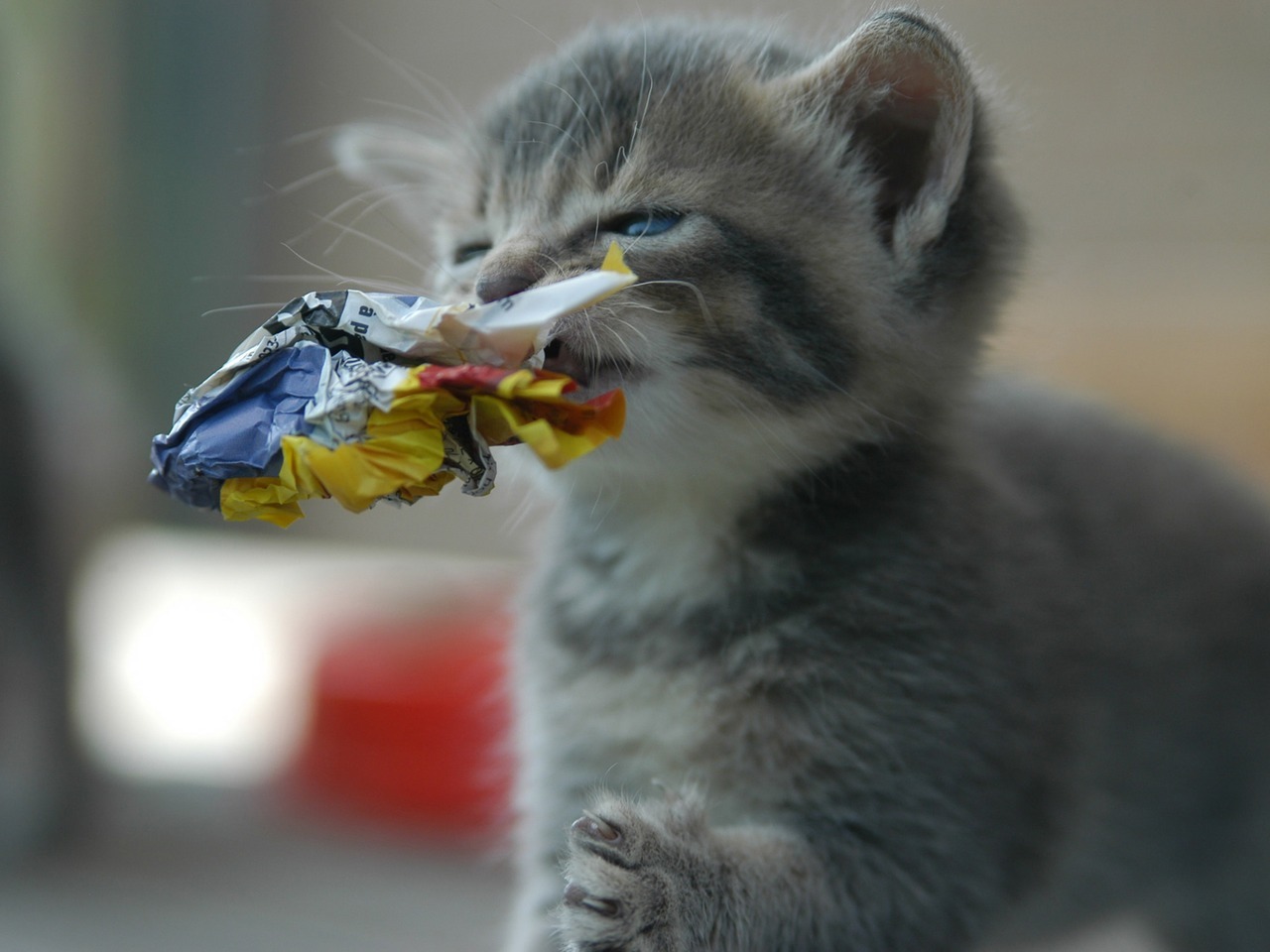 Gatos, tetas y culos B-)