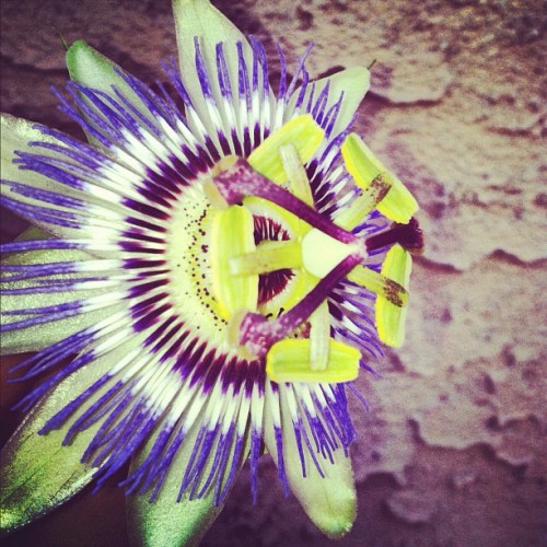 Passionflower, outside ma house!!Tomada con Instagram