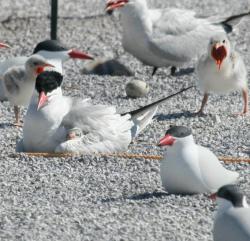 rhamphotheca:  Nesting Caspian Terns, Malheur NWR, OR, USA Caspian Terns are nesting and raising chicks on a one-acre rock fill island located on the south-central side of Malheur Lake. The island was designed, funded and constructed by the U.S. Army