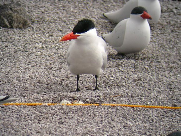 rhamphotheca:  Nesting Caspian Terns, Malheur NWR, OR, USA Caspian Terns are nesting