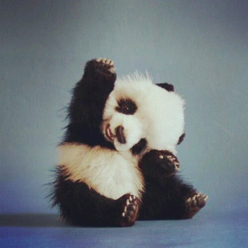 fumar-la-vida:   me acuerdo de mi querida pandy :c &lt;3333333 