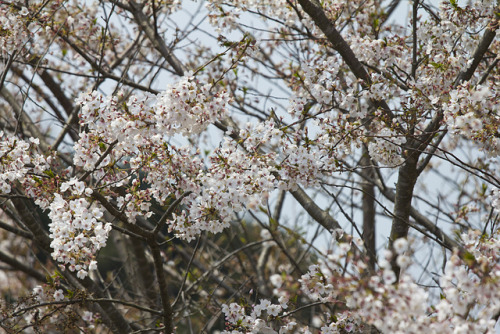 dreams-of-japan:Cherry Blossoms II by TimGrey Photography on Flickr.