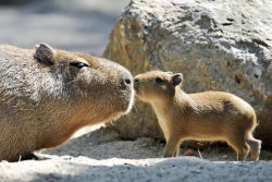 feliscorvus:  Grownup capybara and baby capybara nose-touching! 