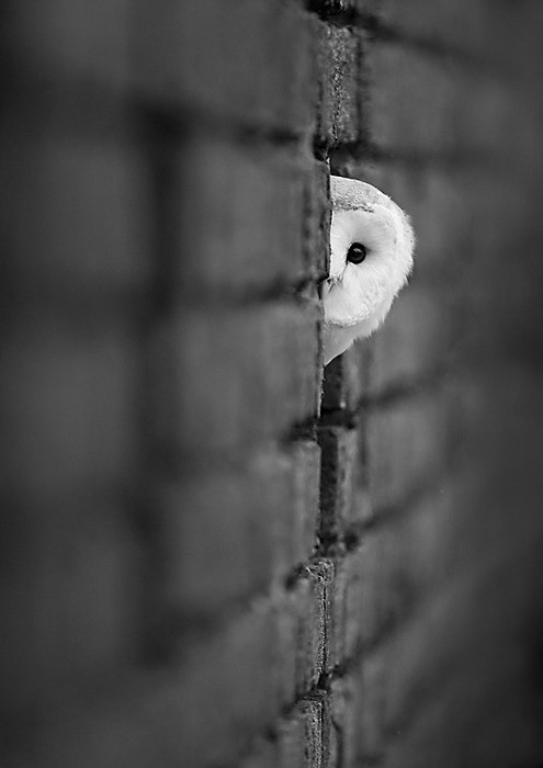 tumblr photo trueloves-purekiss 0