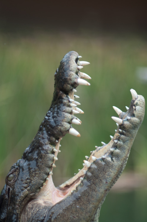 Crocodile (by Da Qi)