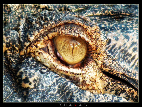 ~ THE EYE ~ by Mohammed Alnaser on Flickr. This looks like Gavialis to me