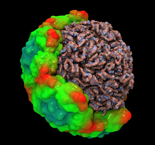 Human rhinovirus structure