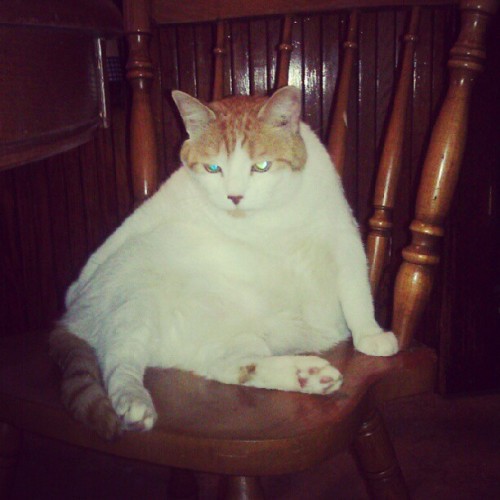 Sitting like a champ #cat #cats #animals #smart (Taken with Instagram)