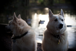 ihavelotsofdogs:  Norsk Buhund Sisters by Buhund Mafia on Flickr.Norwegian Buhunds 