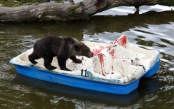 thethirdreel:  eveningowl:  manueluv:  searchingforknowledge:rosa—sparks:babywipesenthusiast:theanimalblog:    Seven month old Loki the European brown bear cub enjoys himself on a pedalo covered in his favourite treats including strawberry jam and grapes,