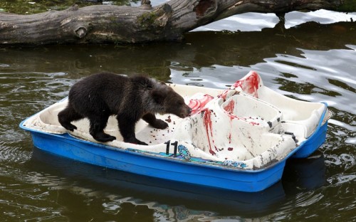 babywipesenthusiast: theanimalblog: Seven month old Loki the European brown bear cub enjoys himself 