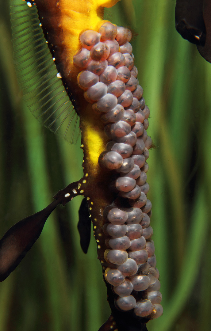 Can you see them? Look carefully and you’ll find tiny eyes and even fin shapes in these eggs. The pregnant weedy sea dragon dad is on exhibit now in our “Secret Lives of Seahorses” special exhibition!