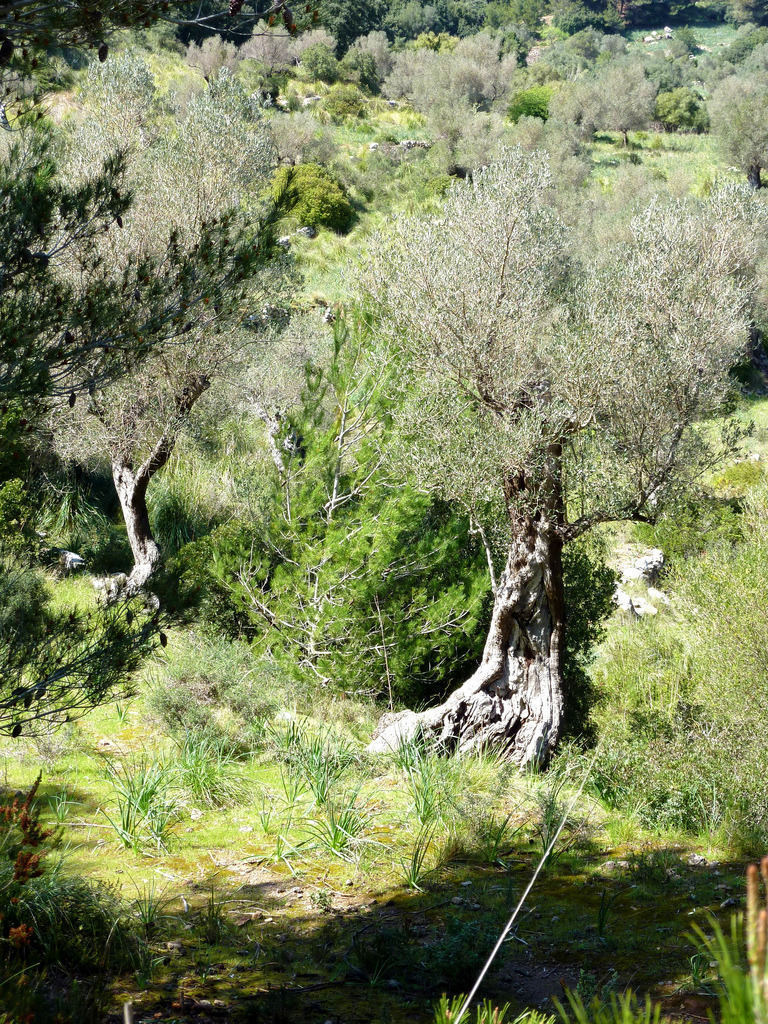 molieresphotography:  Olive trees in Esporles, Mallorca, Copyrights Val Moliere 