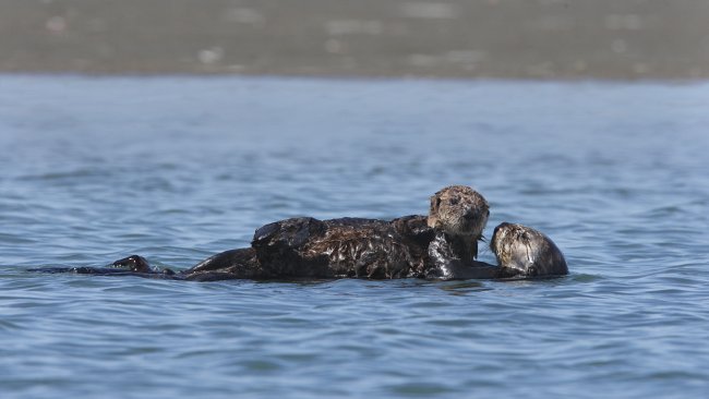 Can you see us? It’s not always easy! With the great summer weather, boat traffic is up. Just this week a threatened southern sea otter was found dead on our coast. Autopsy showed severe blunt force trauma consistent with a boat strike. Be...