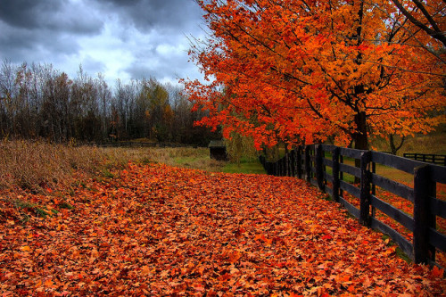 autumnd4y:Autumn Leaves by Joe K Ng Photography on Flickr.
