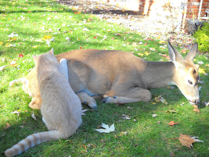 delacroix:  cssdy: deer visits cat every morning since it was a kitten  OMG nature