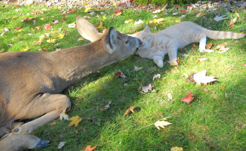 cndycrn:deer visits cat every morning since it was a kitten